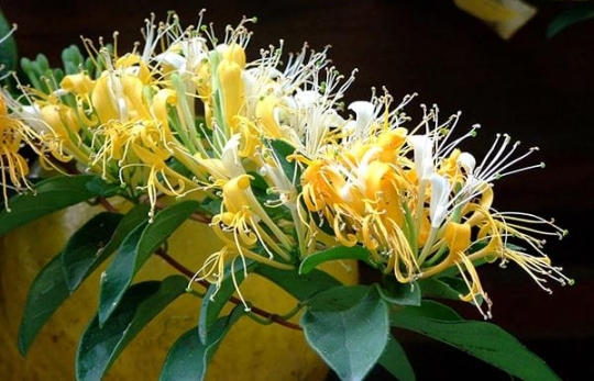 THẢO MỘC TRONG CUỘC CHIẾN CHỐNG VIRUS CORONA