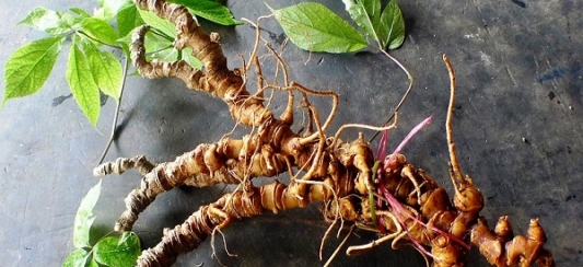 NHỮNG TÁC DỤNG KHÔNG NGỜ ĐẾN CỦA SÂM NGỌC LINH